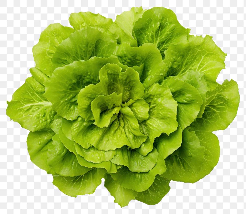 PNG Green batavia lettuce salad head vegetable plant green. 