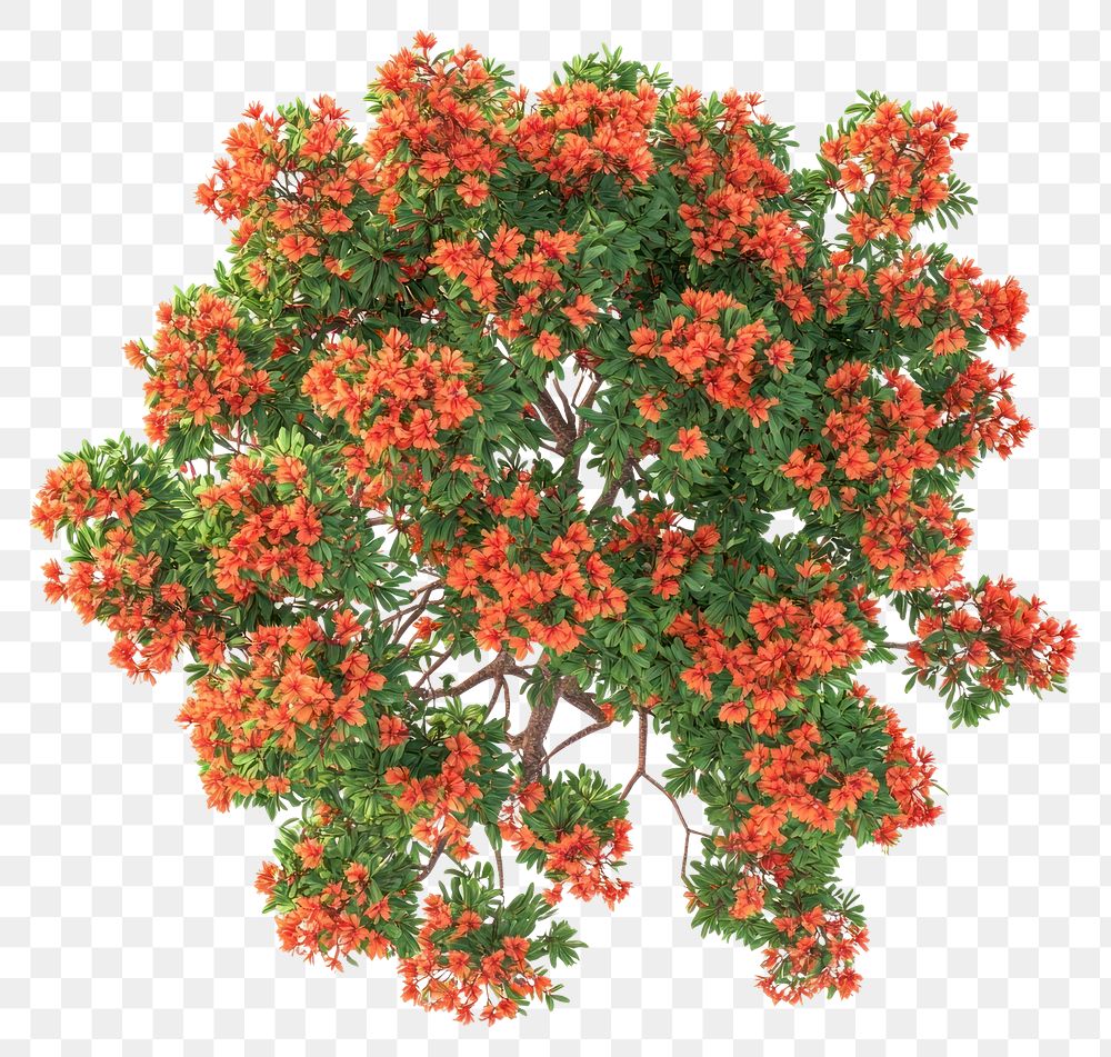 PNG Poinciana red flower tree flowers orange plant.