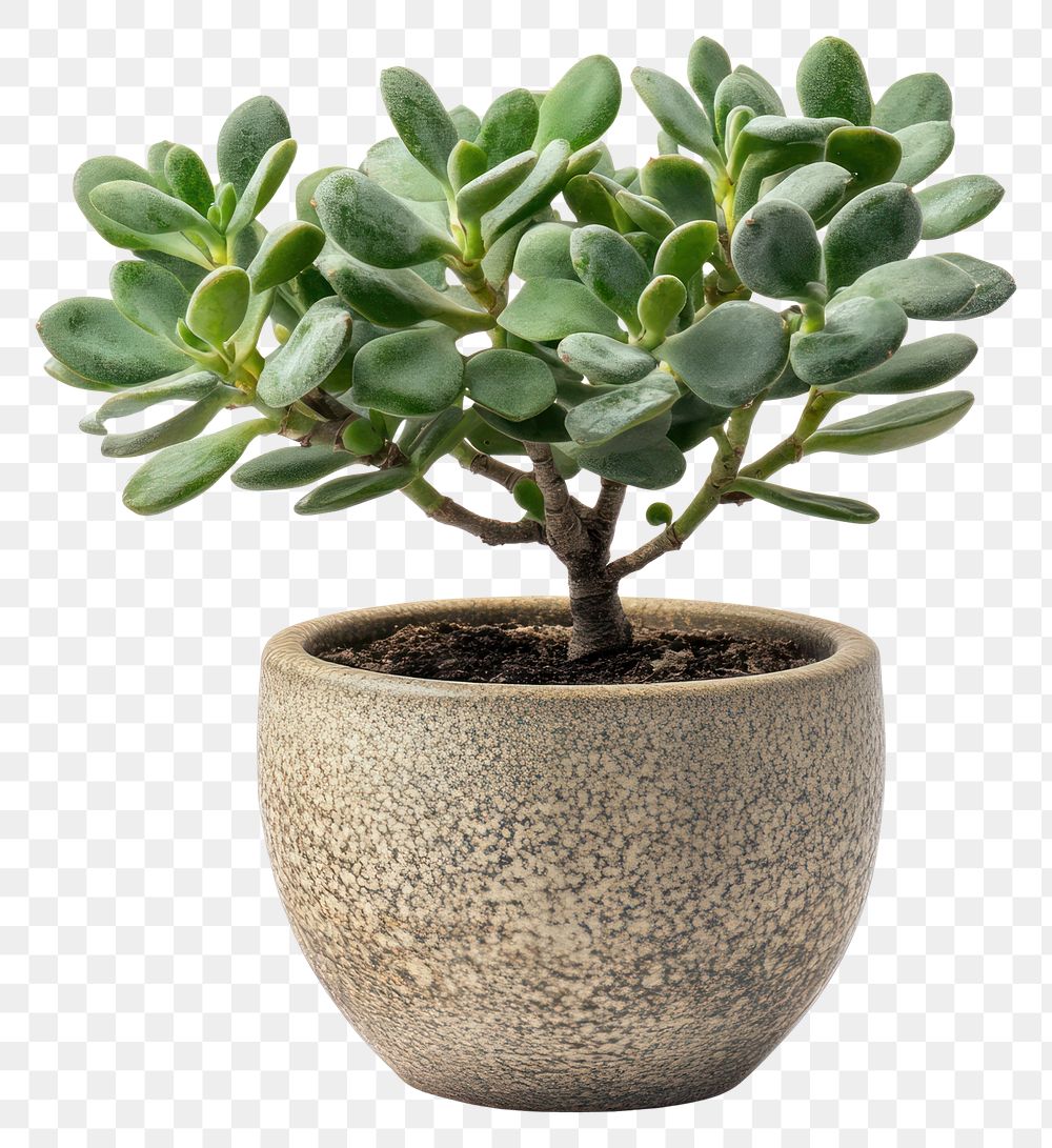 PNG Real Jade plant indoor jade jade plant houseplant.