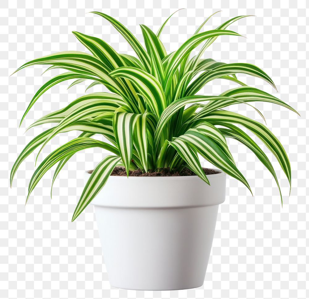 PNG Real Spider Plant indoor plant white pot.