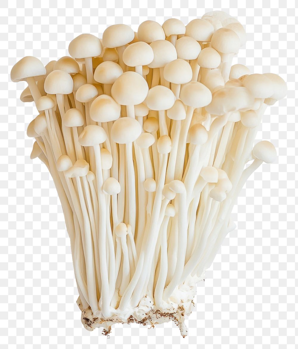 PNG Mushrooms background white enoki.