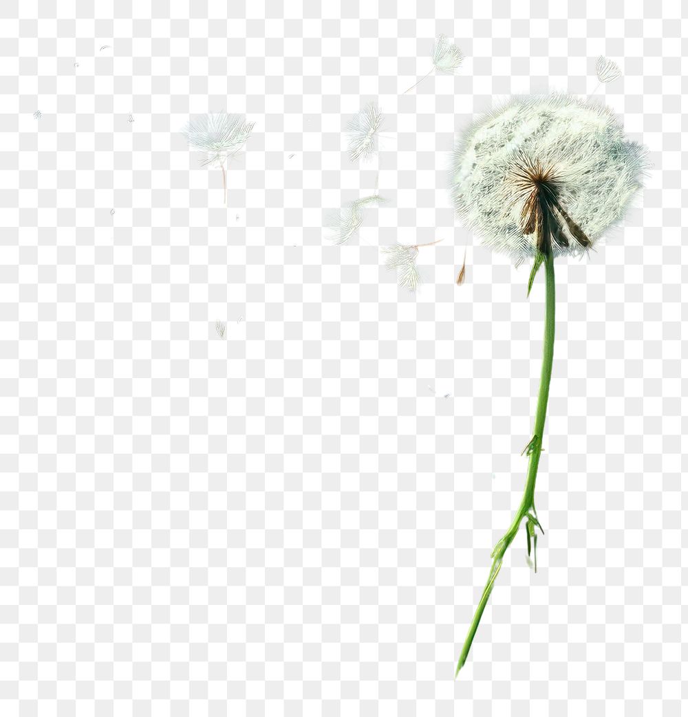 PNG Grass flowers falling dandelion outdoors plant. 