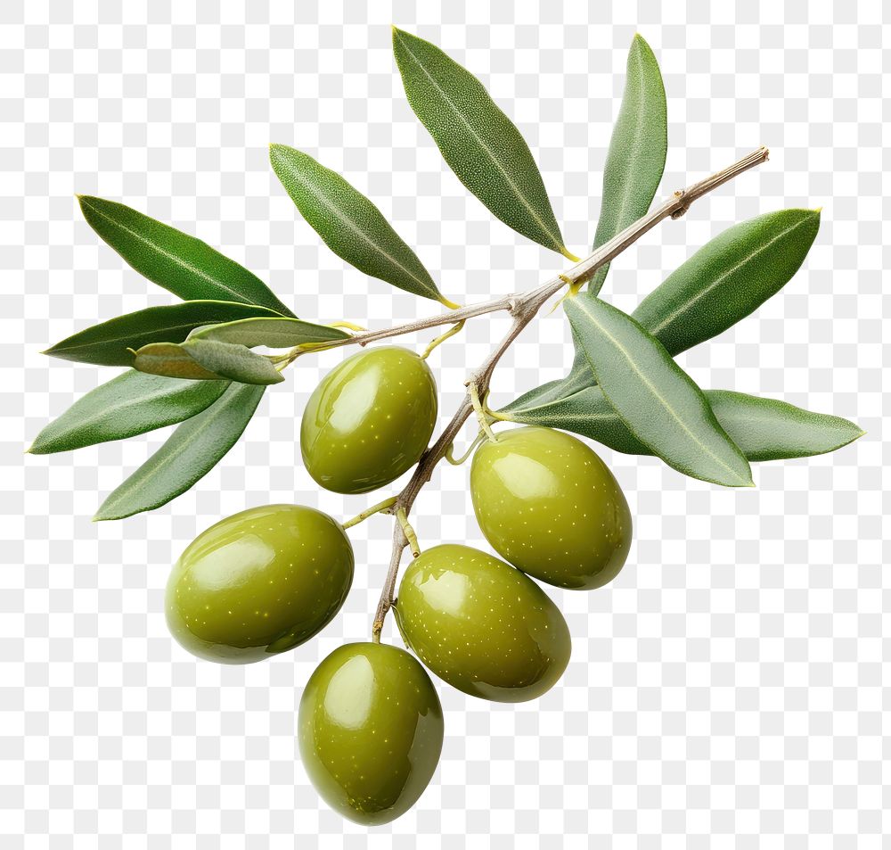 PNG Olives with branch and leaves leaf produce green.