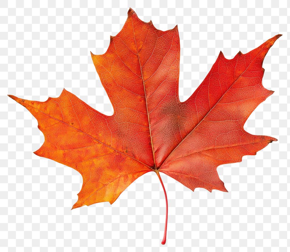 PNG Canada maple leaf isolated illustration photography.