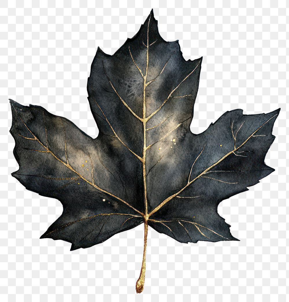 PNG A black leaf watercolor illustration botanical.