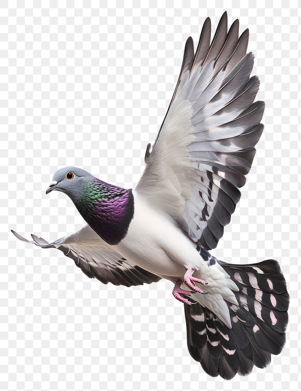 PNG A rock dove flying photography background animal.