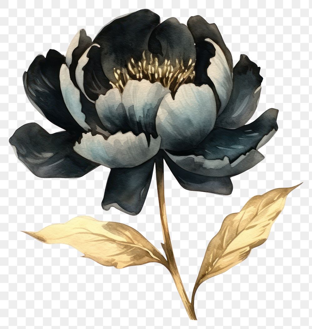 PNG Black color peony watercolor painting flower.