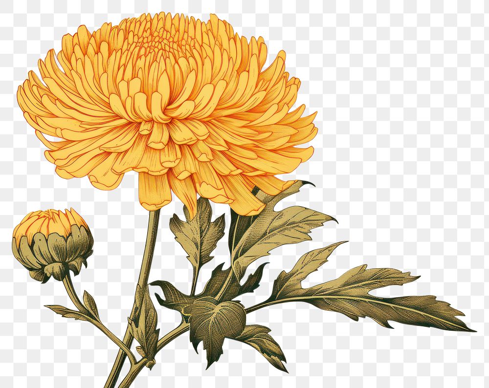 PNG Ukiyo-e art print style Calendula flower petal plant.