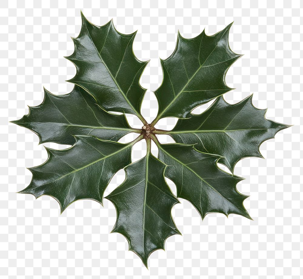 PNG A Christmas Holly leaves leaf photography decoration.