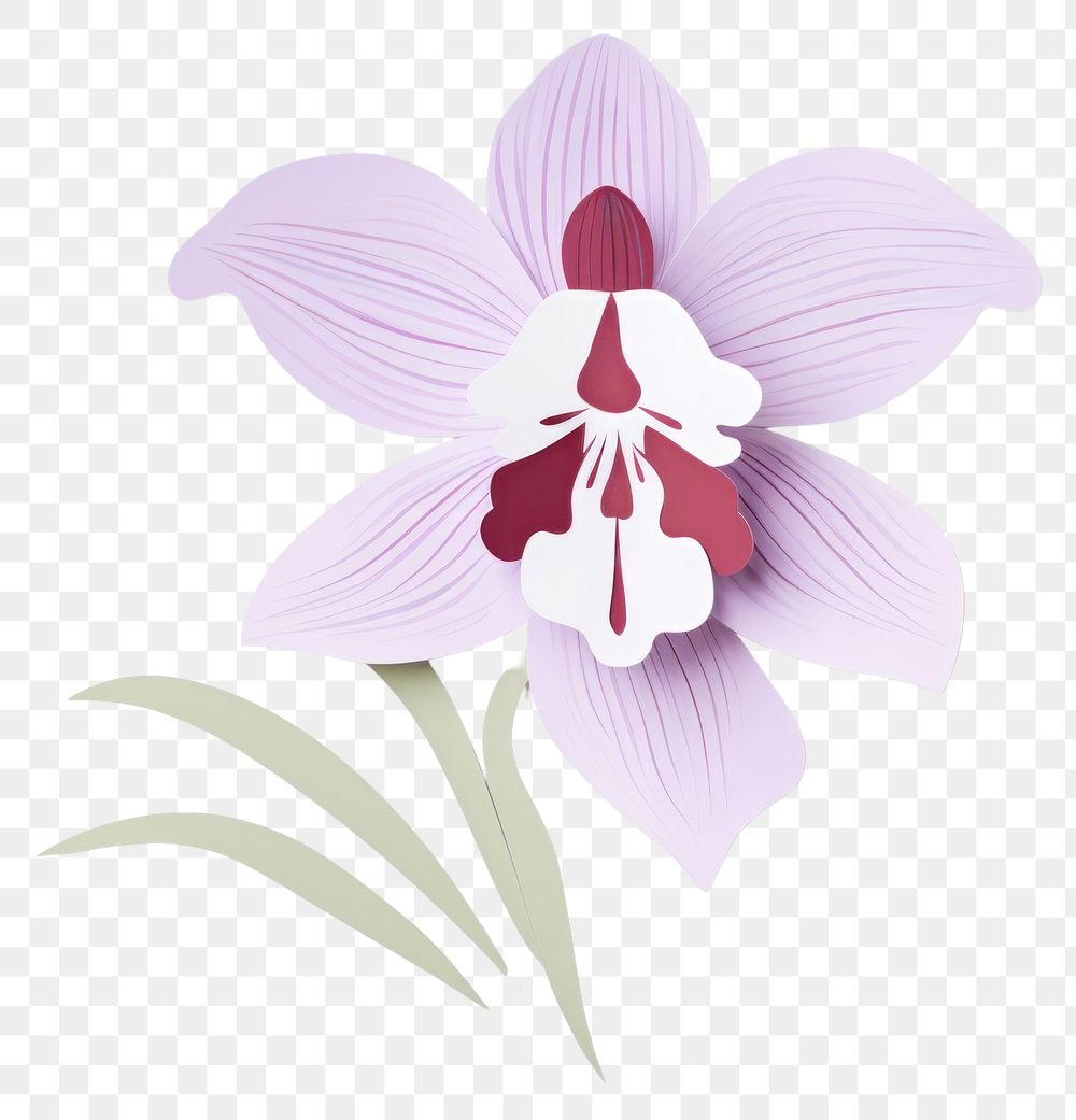 PNG Orchid flower petal plant.