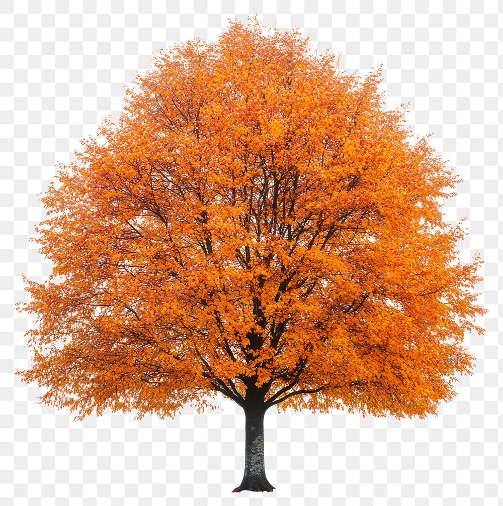 PNG Beech tree isolated orange leaves.