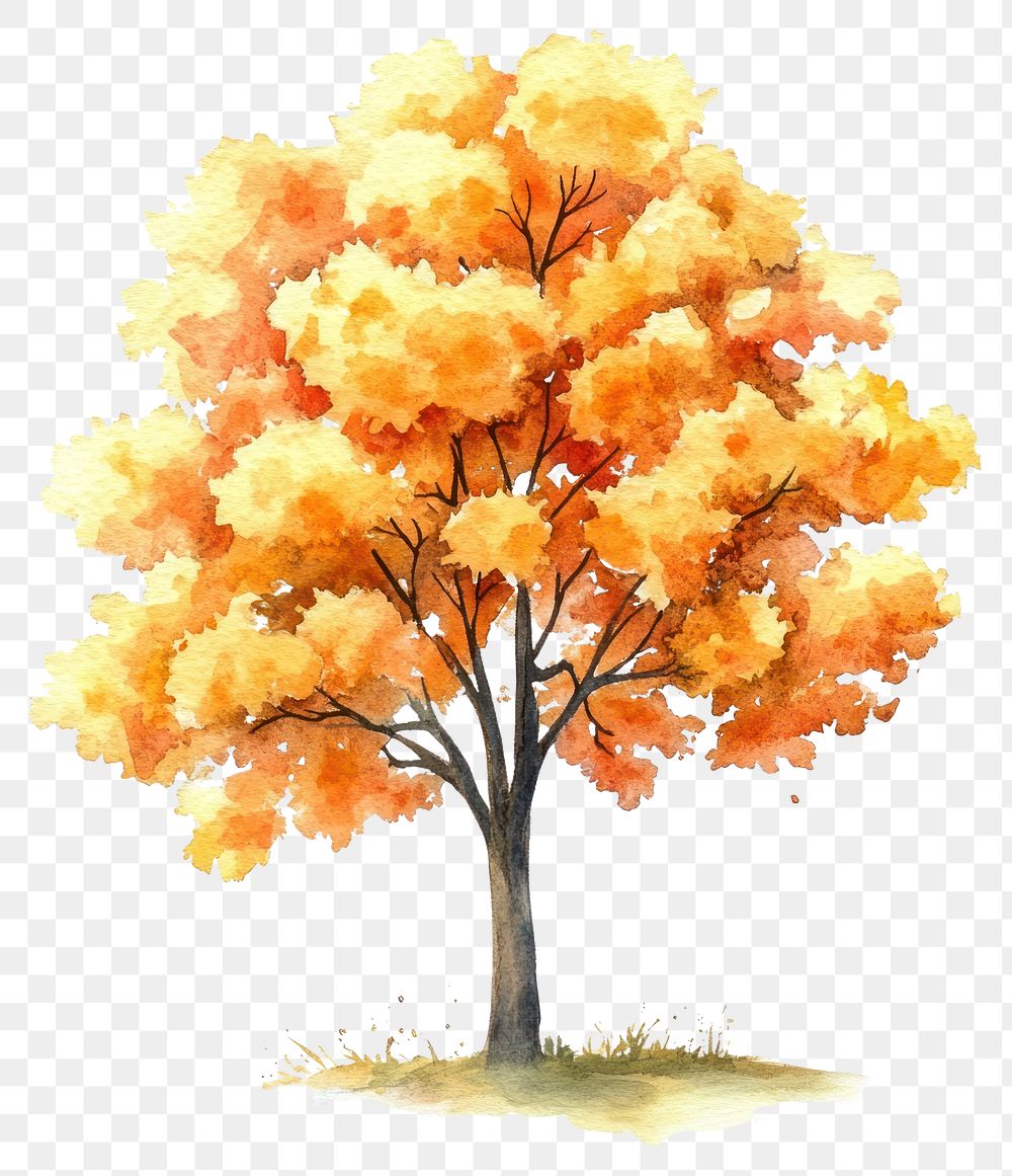 PNG Real autumn tree illustration watercolor painting.