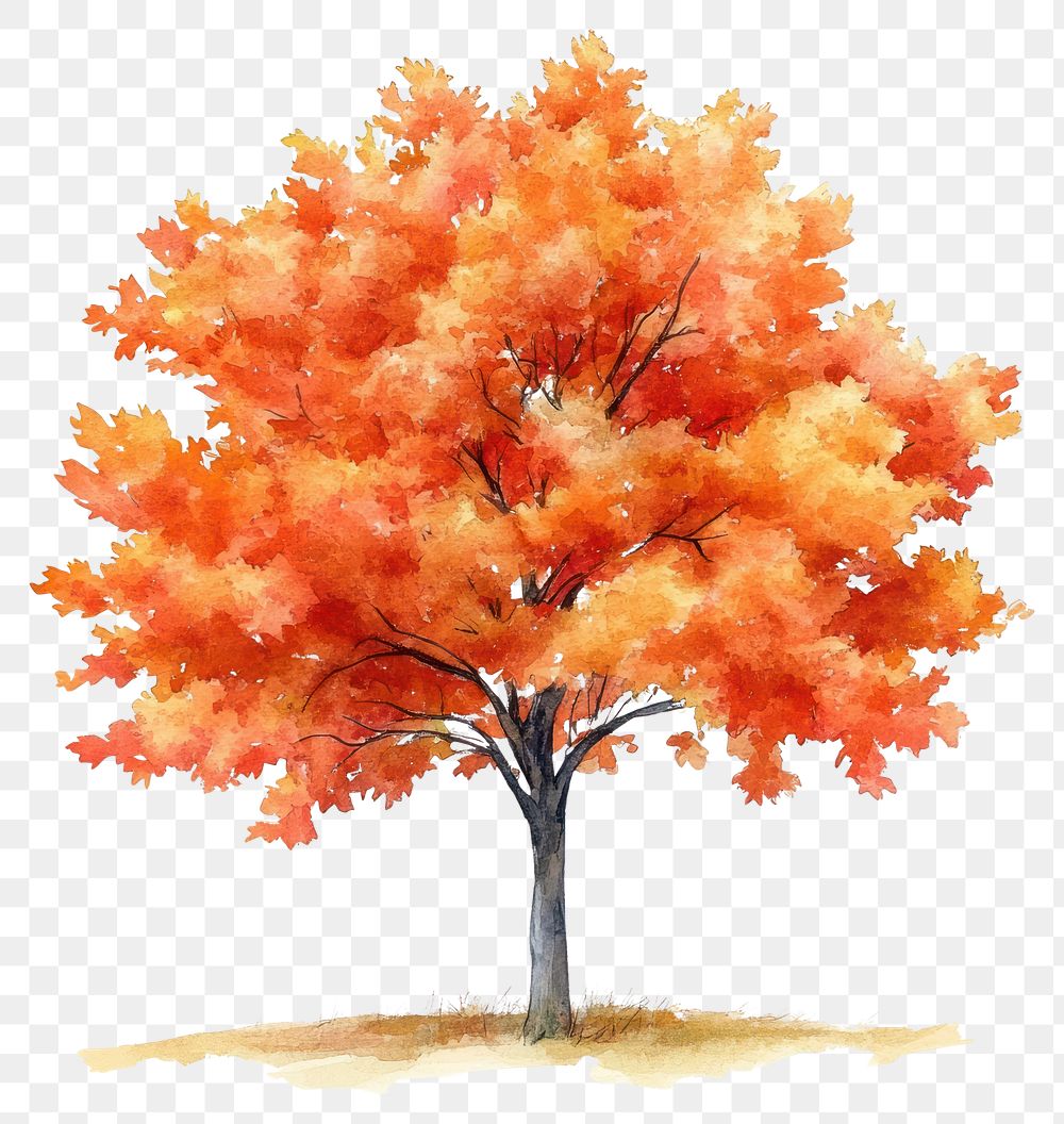 PNG Orange maple autumn tree illustration watercolor painting.