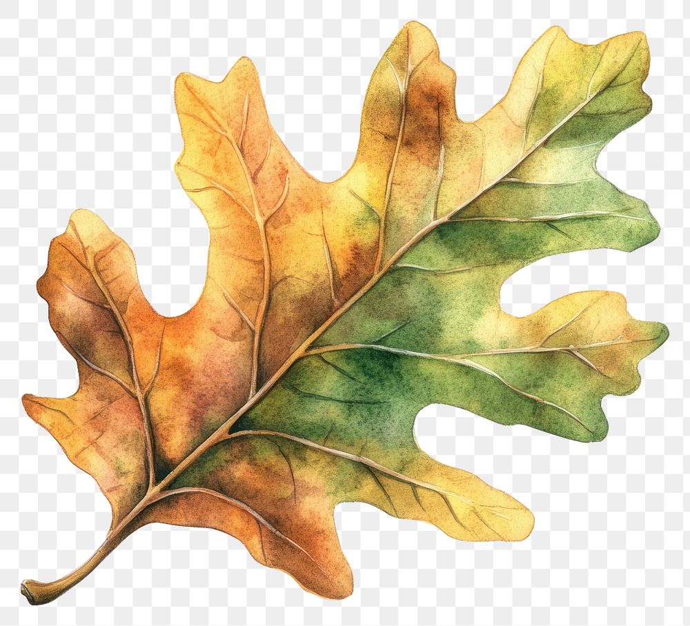 PNG Real oak Autumn leaf illustration watercolor autumn.