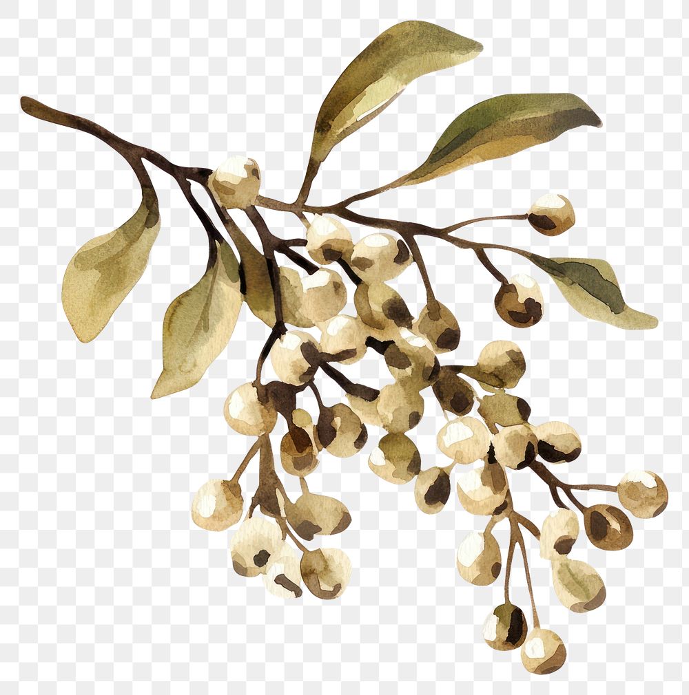 PNG Mistletoe illustration watercolor art.