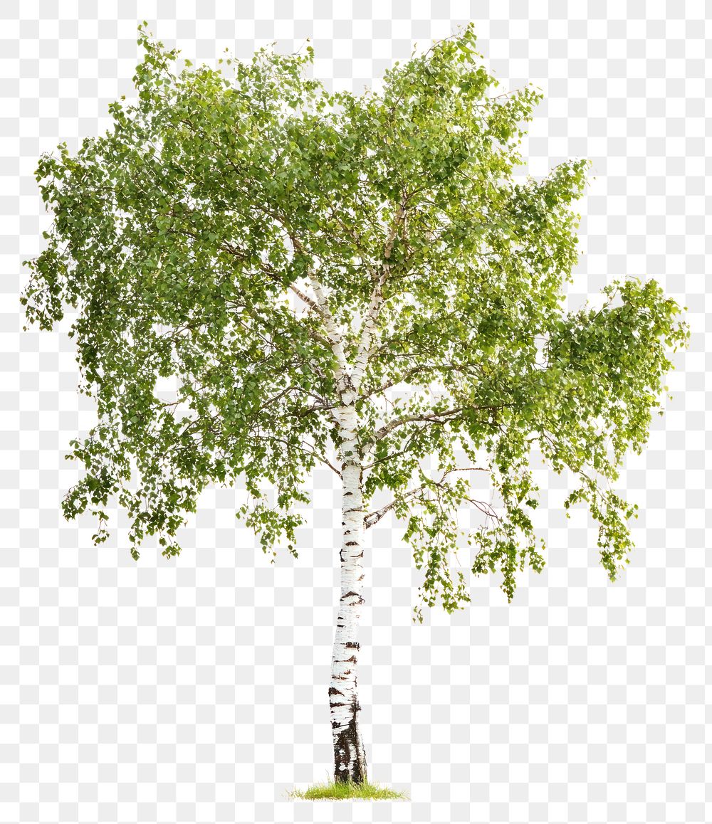 PNG Real birch tree background isolated plant.