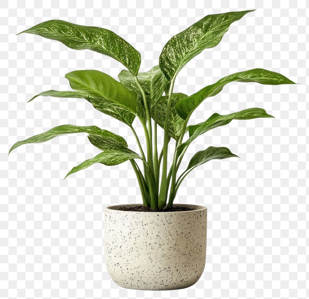 PNG Cast iron plant houseplant planter leaf.