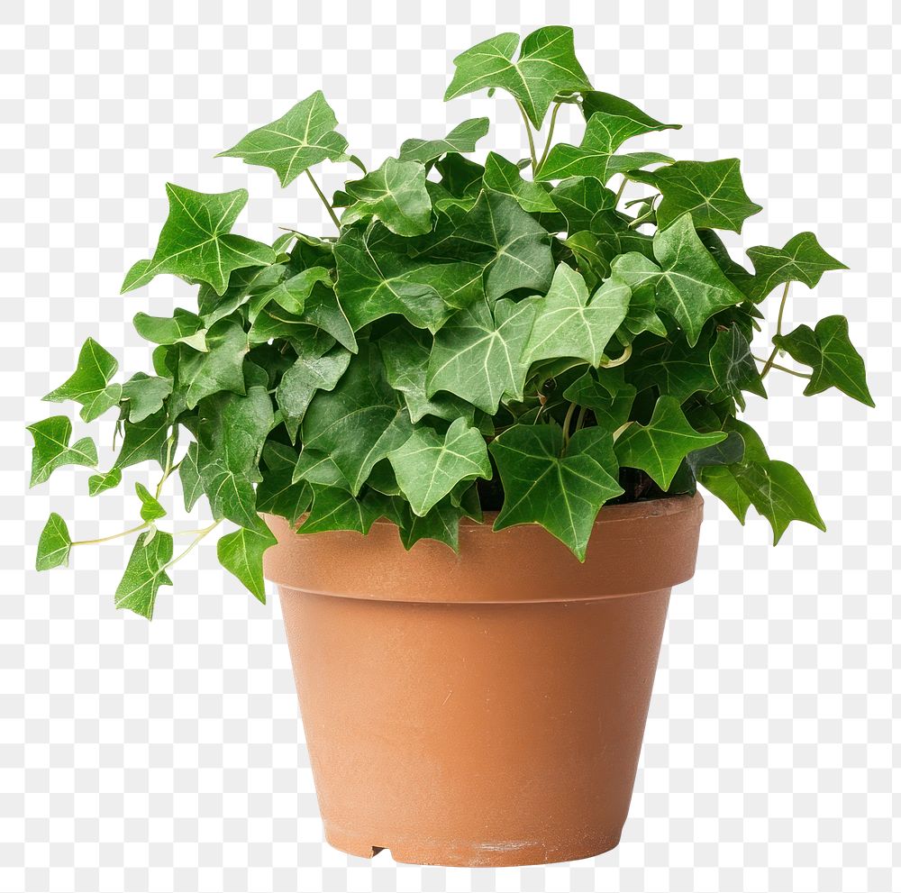 PNG English ivy plant houseplant pot.