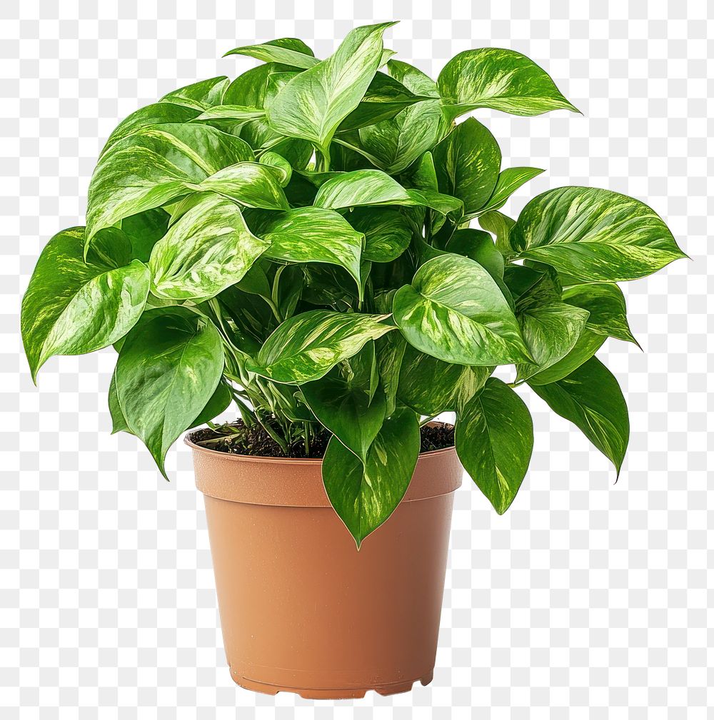 PNG Golden pothos plant houseplant leaves.