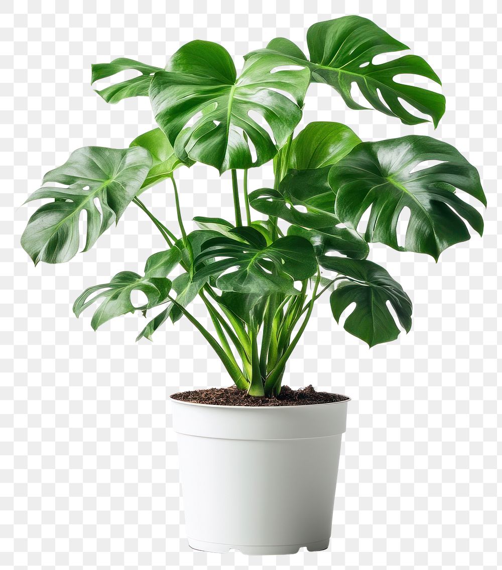 PNG Indoor plant houseplant leaves white.