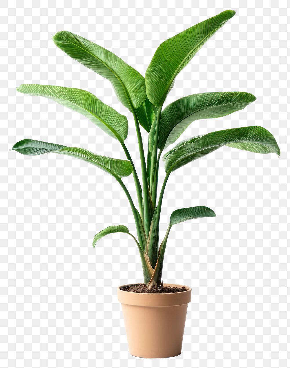 PNG Plant houseplant leaves leaf.