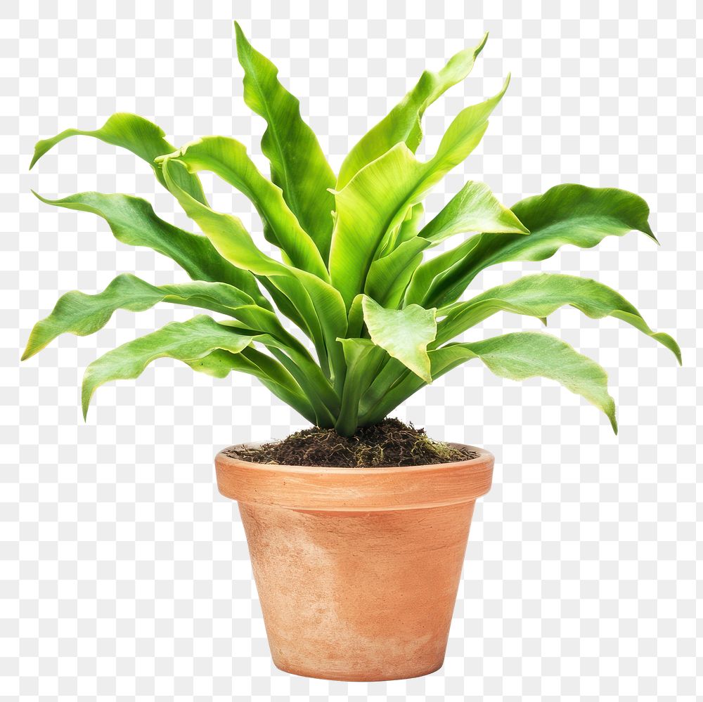 PNG Staghorn fern plant houseplant leaves.