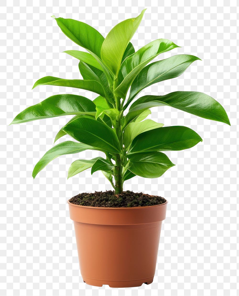 PNG Ti plant houseplant leaves leaf.