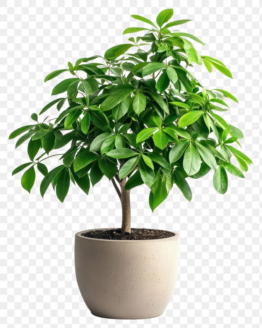 PNG Umbrella plant houseplant leaf pot.