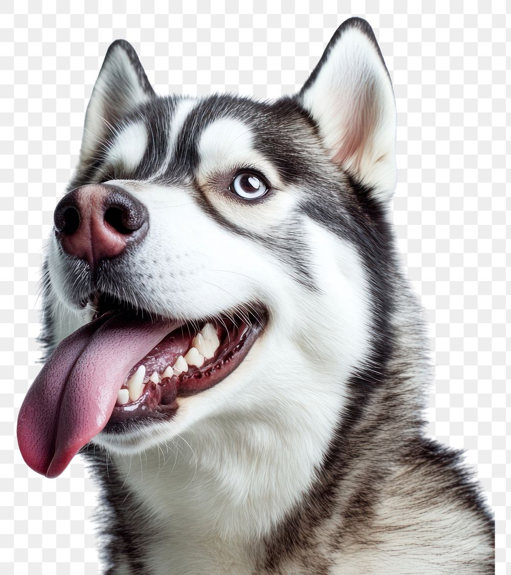 PNG Hungry sibeiran husky Tongue Out licking its nose animal dog pet.