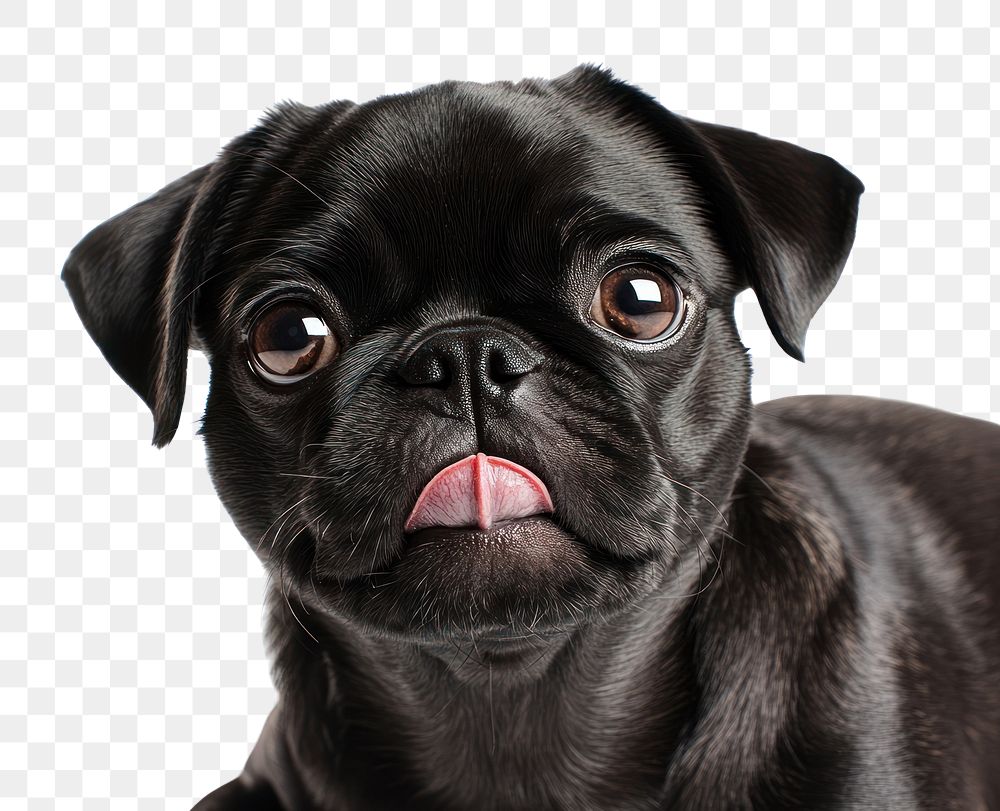 PNG Pug licking its lips animal dog pet.