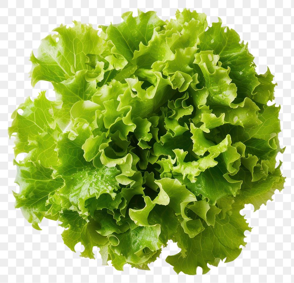 PNG Salad vegetable lettuce plant.