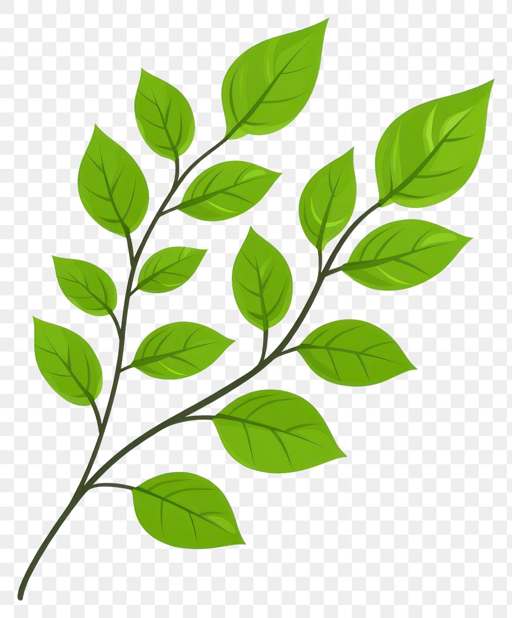 PNG Leaves branch leaf illustration design.