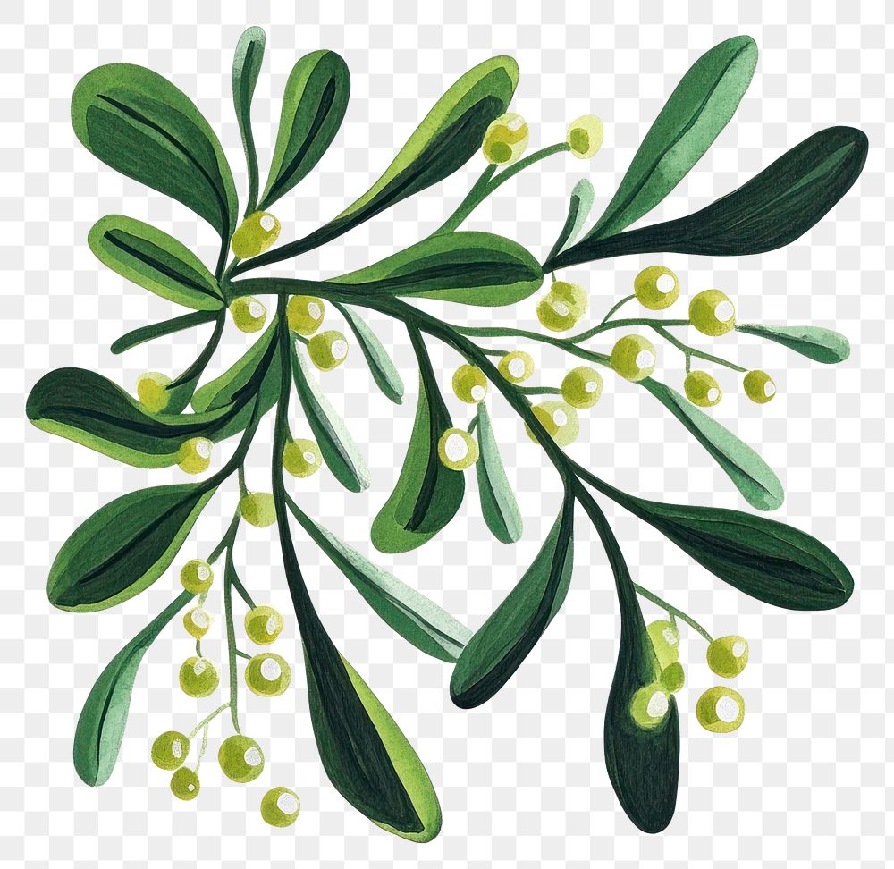 PNG Mistletoe art illustration leaves.