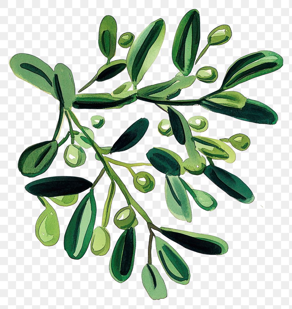 PNG Mistletoe art illustration leaves.