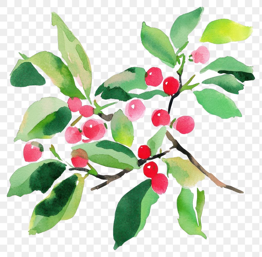 PNG Holly art watercolor vibrant.