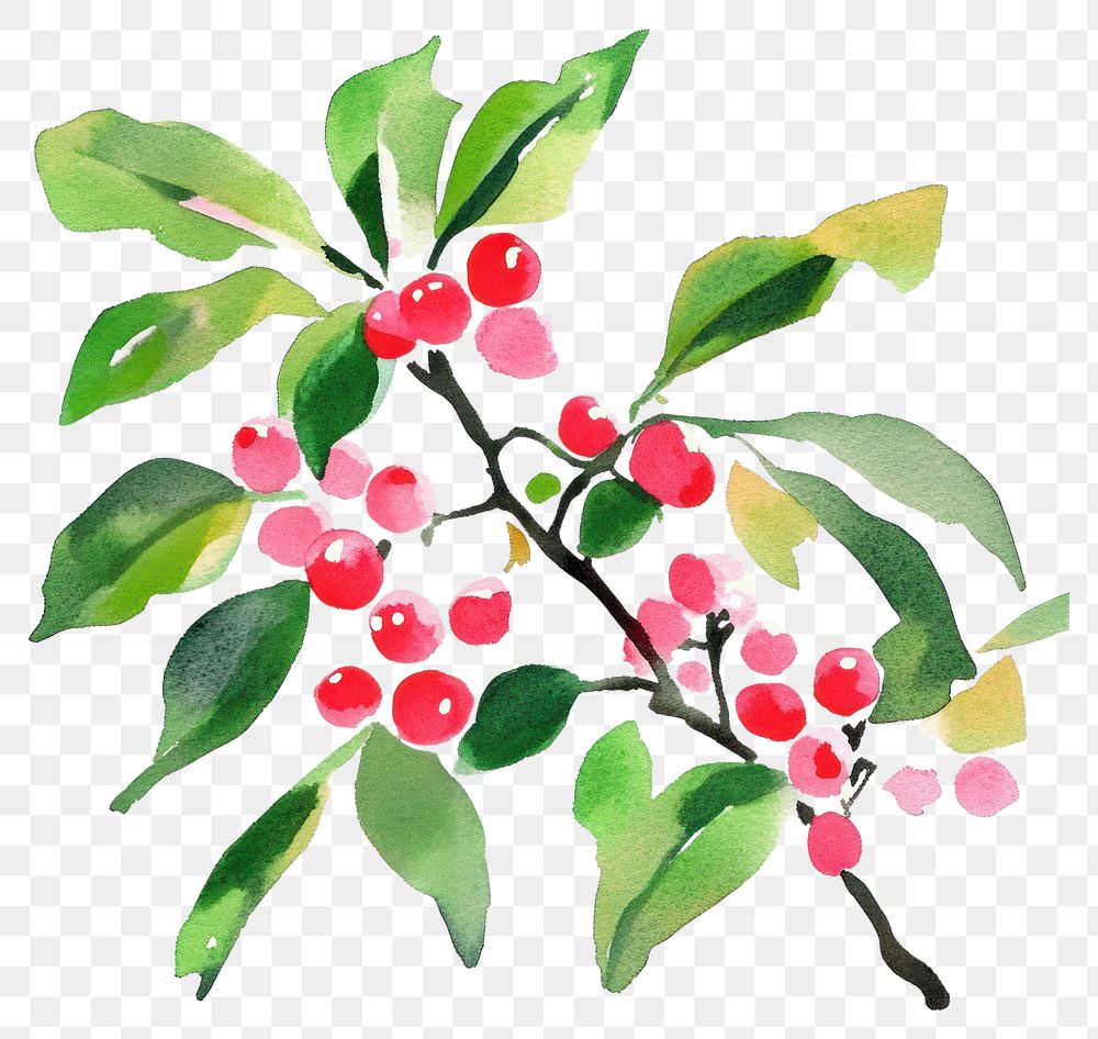 PNG Holly watercolor vibrant leaves.