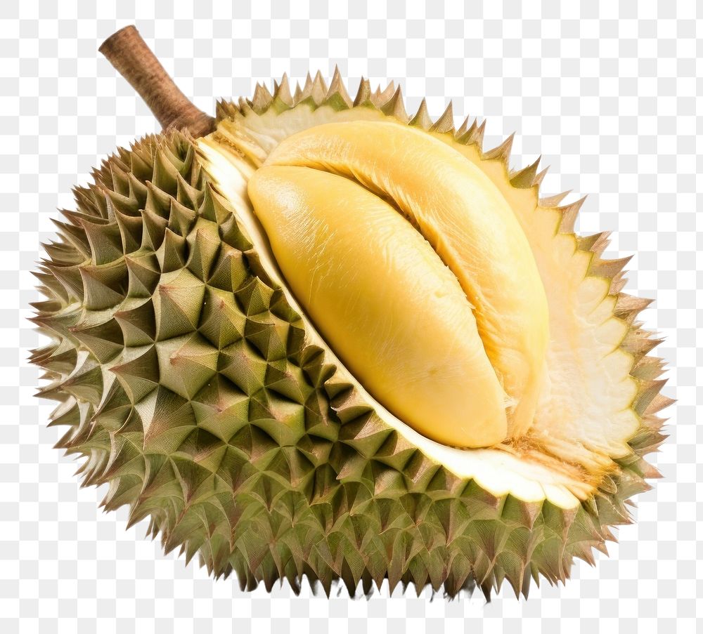 PNG Durian fruit plant food. 