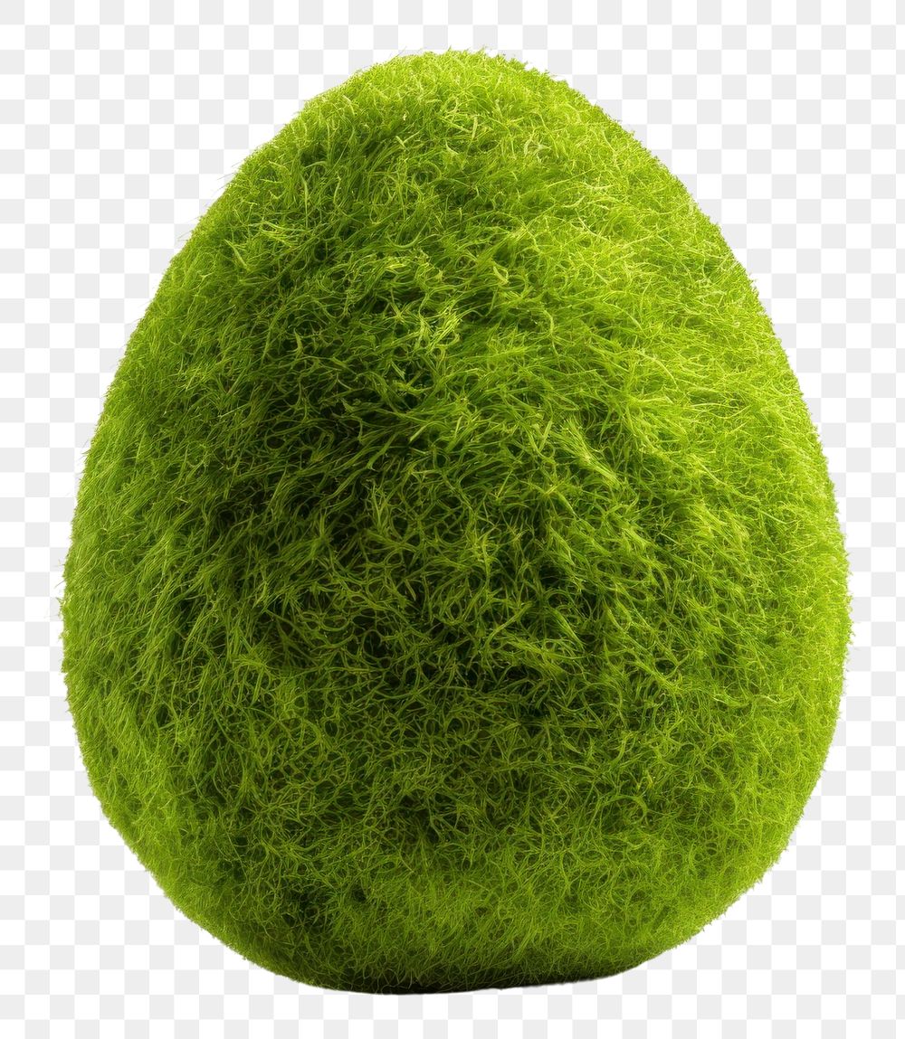 PNG Easter egg moss icon plant food white background.