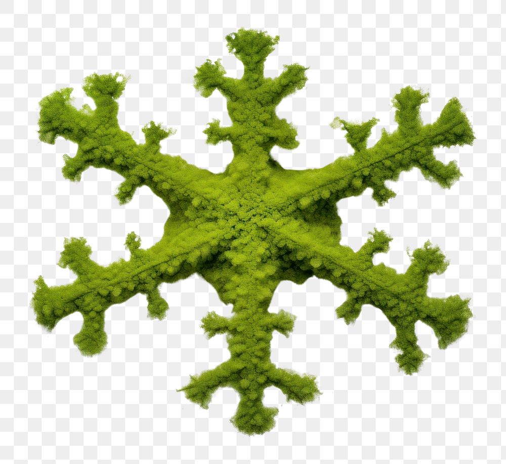 PNG Snowflake icon pattern shape plant.