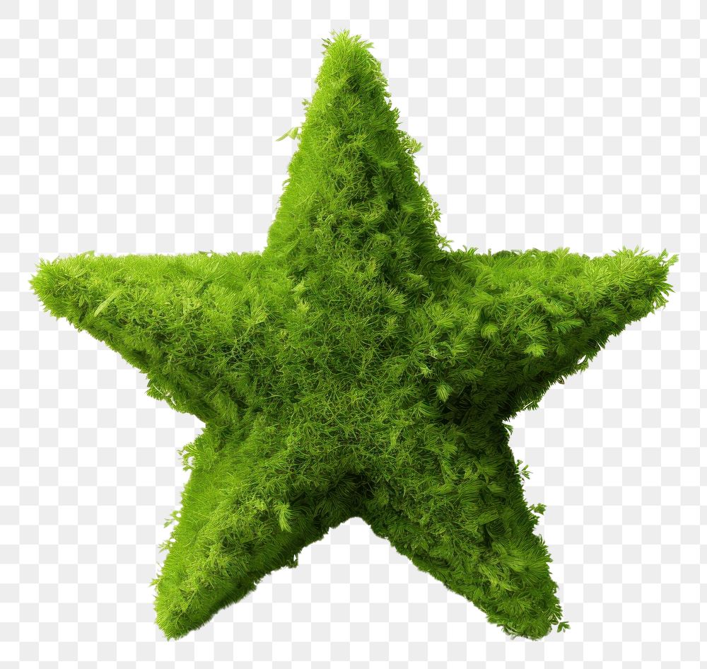 PNG  Star icon green white background echinoderm. 