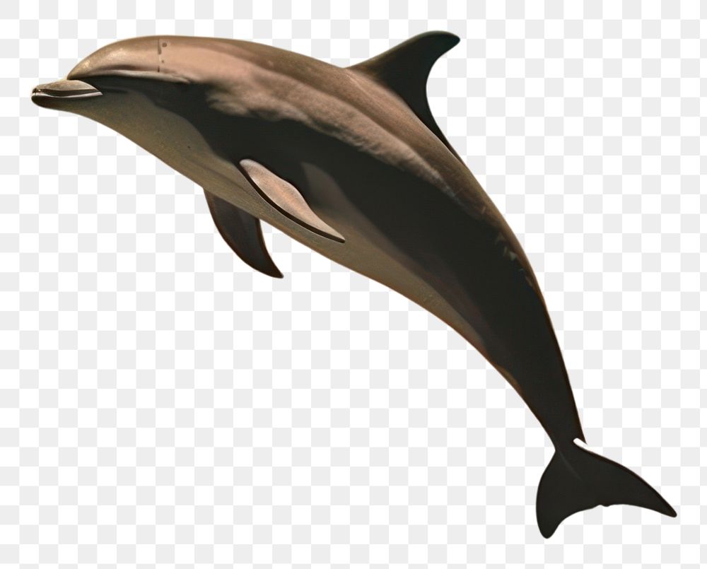 PNG  Dolphin outdoors nature animal. AI generated Image by rawpixel.