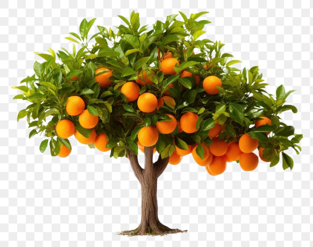 PNG  Orange Tree tree grapefruit orange. AI generated Image by rawpixel.