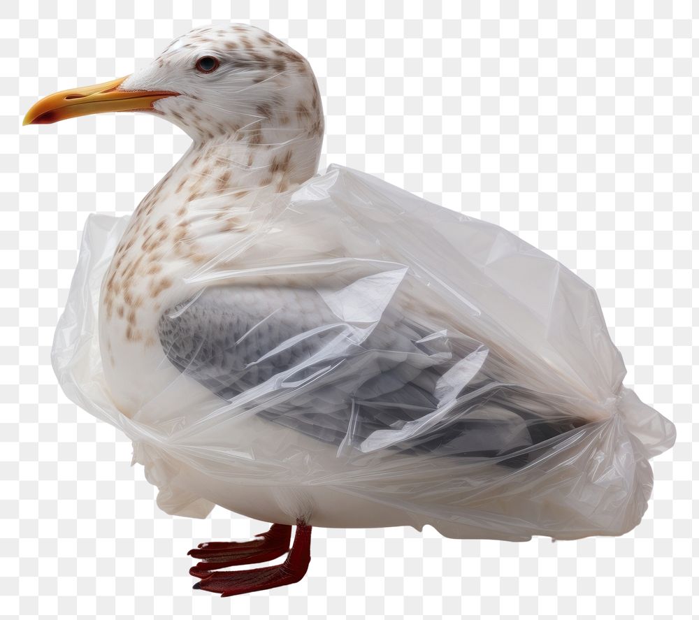 PNG  Plastic wrapping over a seagull animal white bird.