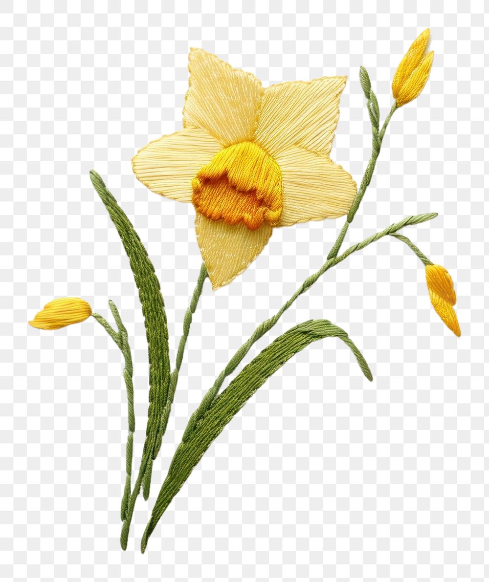 PNG Embroidery of daffodil flower plant white.