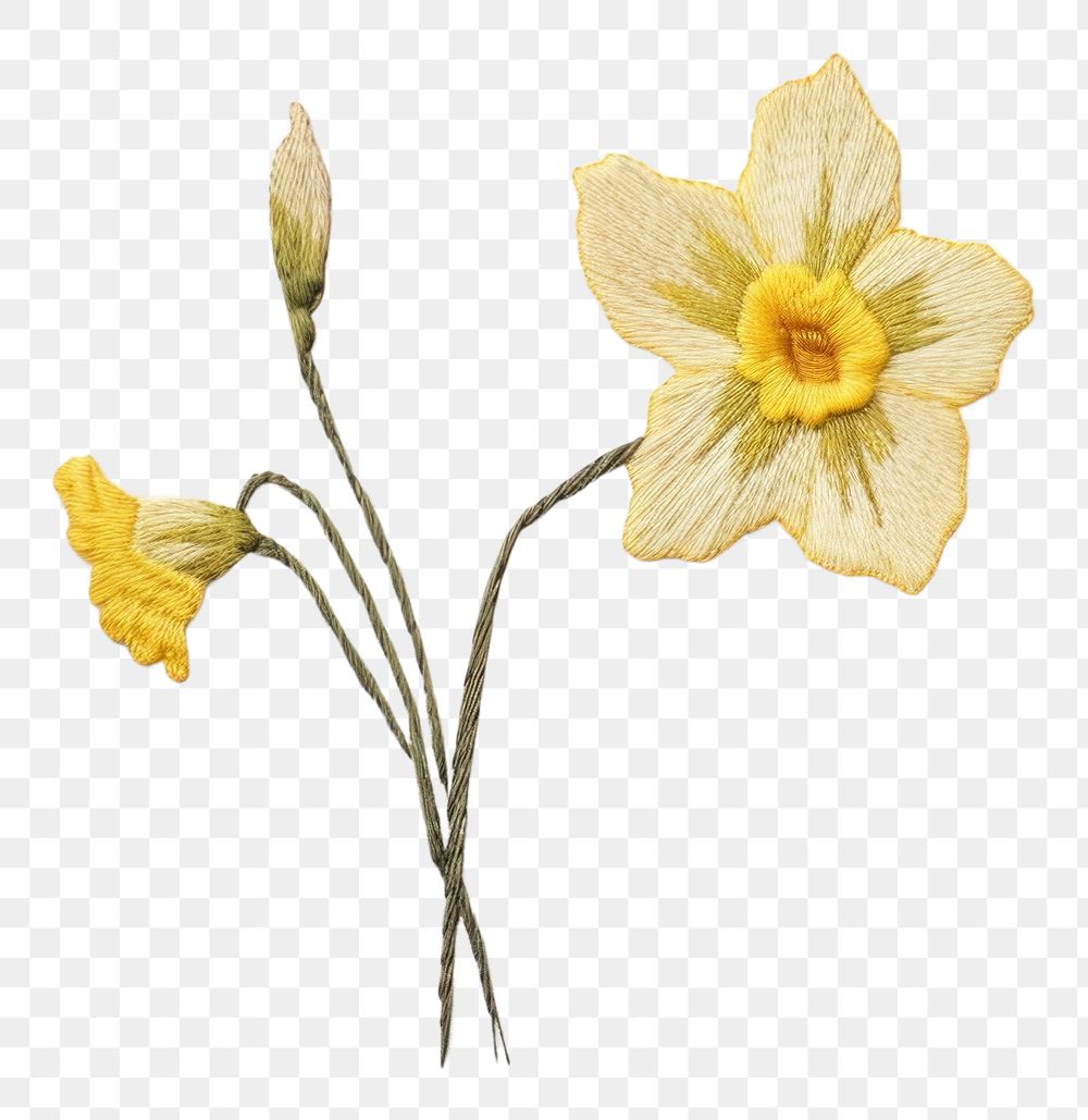 PNG Embroidery of daffodil flower plant inflorescence.