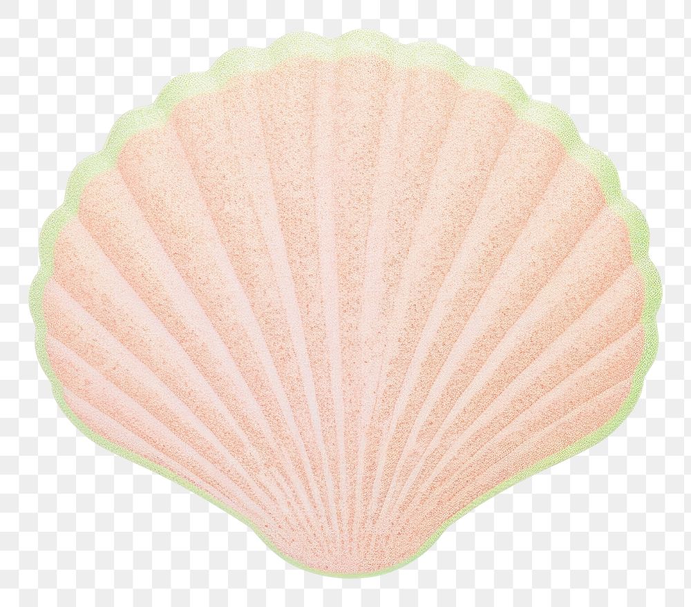 PNG  Shell seashell clam white background. 