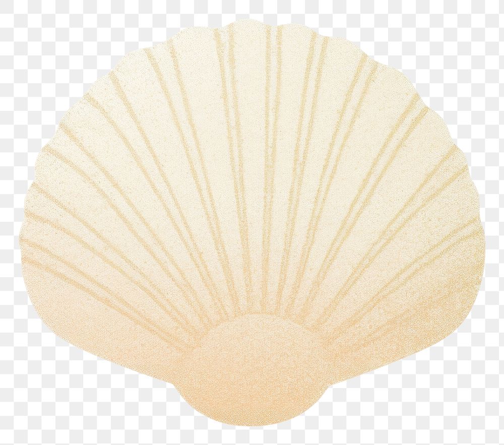 PNG  Shell seashell clam white background. AI generated Image by rawpixel.