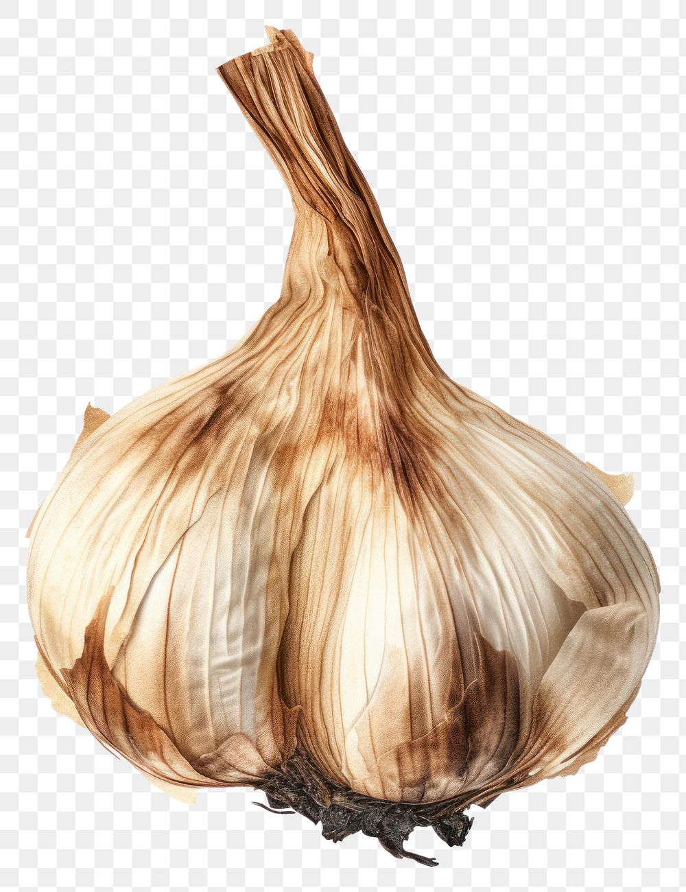 PNG  Garlic with burnt vegetable plant food.