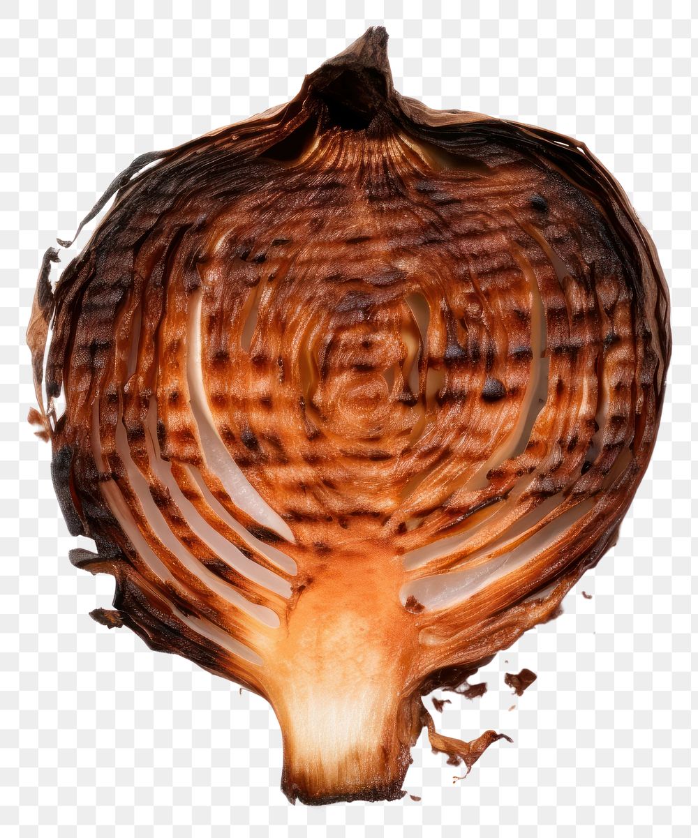 PNG  Onion with burnt food white background invertebrate.