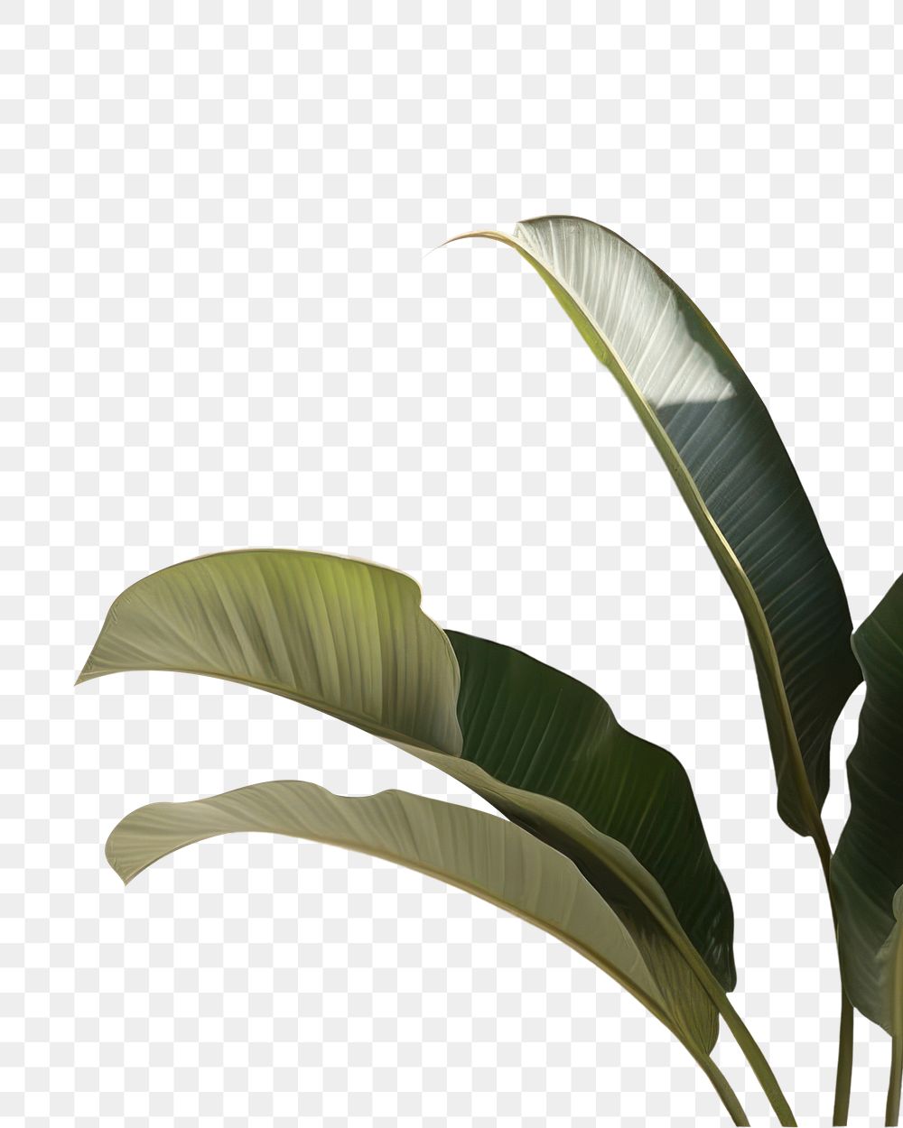 PNG Banana leaf wall backgrounds nature. AI generated Image by rawpixel.